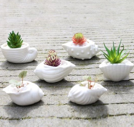 6 Pieces set Mini Shell Shaped Ceramic Planters