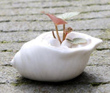 6 Pieces set Mini Shell Shaped Ceramic Planters