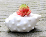 6 Pieces set Mini Shell Shaped Ceramic Planters