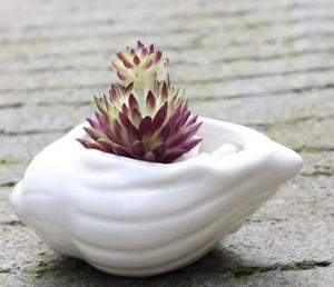 6 Pieces set Mini Shell Shaped Ceramic Planters